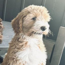 Bernedoodles and Goldendoodles from Forest Haven Doodle Co.
