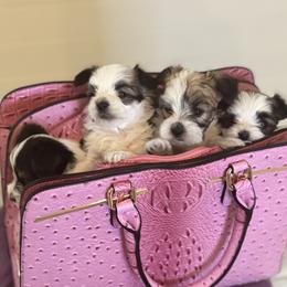 Morkie puppies from Pink Purse Designer Breeds