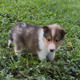Merlin - Sable and white male Collie puppy in Malvern, Arkansas from Lost Acres Collies