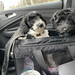 Goldendoodle and Shihpoo Puppies from Peace, Love, and Puppies at the Creek