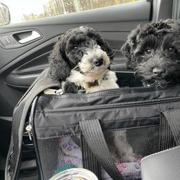 Goldendoodle and Shihpoo Puppies from Peace, Love, and Puppies at the Creek