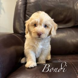 BONDI - male Australian Mountain Doodle puppy in Bristow, Oklahoma from 10-Acre Woods Cockapoos