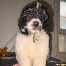 Phoenix - Parti male Poodle puppy in Toledo, Ohio from Exquisite Dalmatians & Standard Poodles