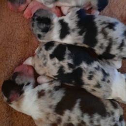 Aussiedoodles, Miniature American Shepherds, and Poodles from Deer Run Farm