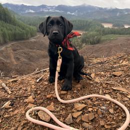 Labrador Retriever Puppies from Knotty Creek Labradors