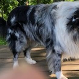 Sage - Old Time Scotch Collie