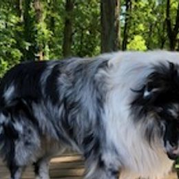 Sage - Old Time Scotch Collie