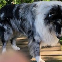 Sage - Old Time Scotch Collie
