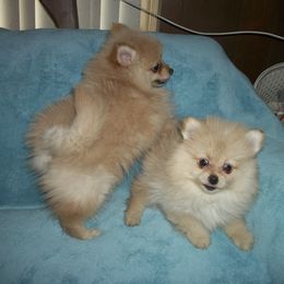 Pomeranians from Dolls of Satin Poms