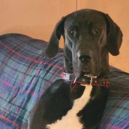Great Danes from Cortney's Great Danes
