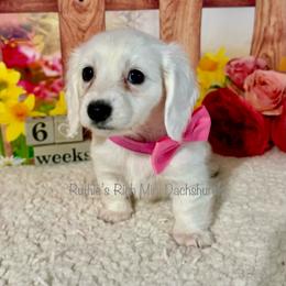 Girl one - Piebald female Dachshund puppy in Lakeland, Florida from Ruthie’s Rich Mini Dachshunds