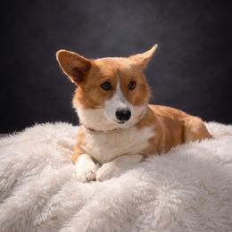 Els - Pembroke Welsh Corgi