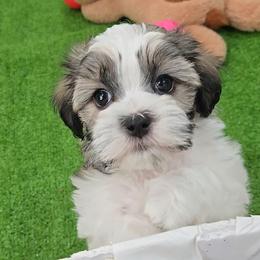 Barney - male Mal-Shi puppy in Aurora, Missouri from KnJ Precious Paws LLC