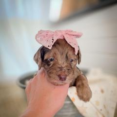 Lake - Merle female Double Doodle puppy in Cleveland, Tennessee from Edgewater Doodles & Designer Pups