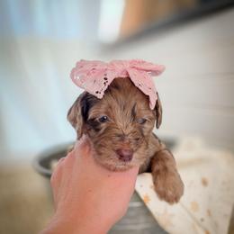 Lake - Merle female Double Doodle puppy in Cleveland, Tennessee from Edgewater Doodles & Designer Pups