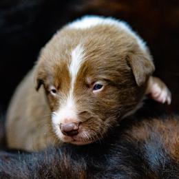 Boy 5 Gray Collar - White and red male Border Collie puppy in Shelbyville, Tennessee from C Horns Ranch Border Collies