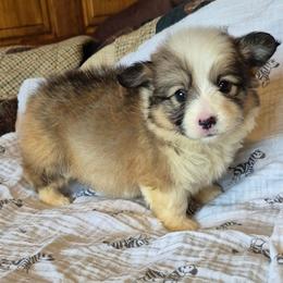 Possibly Fluff Miss Maple - Sable female Pembroke Welsh Corgi puppy in Checotah, Oklahoma from Skoal Creek Corgi's