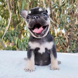 Pink - Black and tan female French Bulldog puppy in Avondale, Arizona from BigDiamondFrenchies