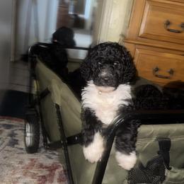 Poodle Puppies from SoFlo Standard Poodles