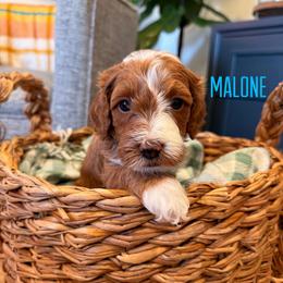 Malone - Red  male Goldendoodle puppy in Glendale, Arizona from Follow Your Bliss Doodles