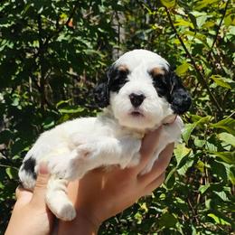 Skittles - Black and white female Bernedoodle puppy in Decatur, Georgia from So Adoodable