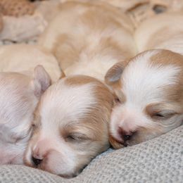Maltipoos from Cleveland's Poodles