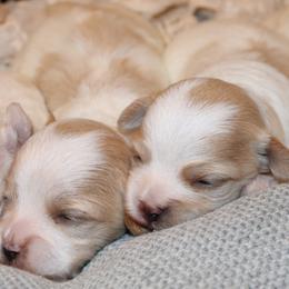 Maltipoos from Cleveland's Poodles