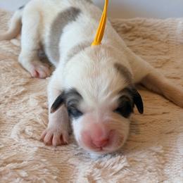 Honey - Yellow - White and badger female Great Pyrenees puppy in San Marcos, California from Faith Family Freedom Farm