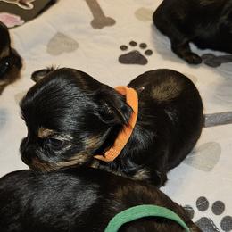 Yorkshire Terriers from PB Legacy Yorkies