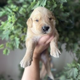 Blue - Light golden male Golden Retriever puppy in Mims, Florida from Goldens
