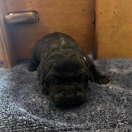 Neon Green - Black male Cane Corso puppy in Homeland, California from Dal Deserto Cane Corso