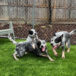 Tia - Blue female Australian Cattle Dog puppy in Amesbury, Massachusetts from Fox Hill Farm & K9