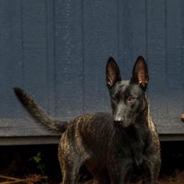 Spark - Brindle female Belgian Malinois puppy in Columbia, South Carolina from Kaizen Ruach Malinois