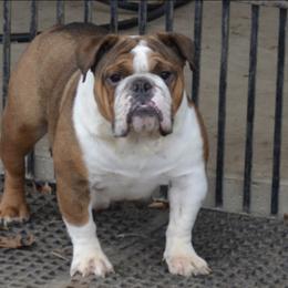 Diva - Bulldog