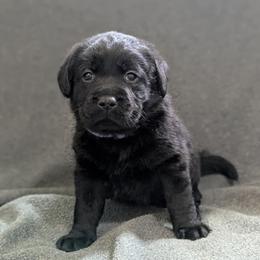 Willow - Black female Labrador Retriever puppy in Lithonia, Georgia from Marmolejos Labs