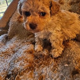 RedCollar - Cream male Poodle puppy in Lafayette, Tn, Tennessee from Debra White