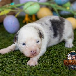 Lumen - Blue merle female Toy Australian Shepherd puppy in Granbury, Texas from Best Little Aussies