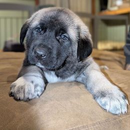 Sonny - Gray fawn male Anatolian Shepherd Dog puppy in Jackson, New Jersey from Homestead Heaney
