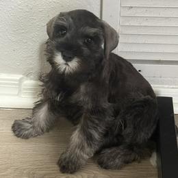 Salem - Salt and pepper female Miniature Schnauzer puppy in Glendale, Arizona from Pipes of Gizzie’s Swamp