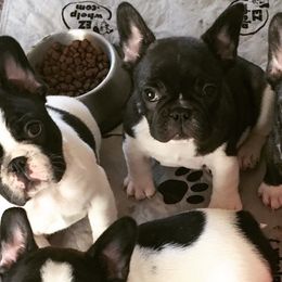 French Bulldogs from Alexa's French Bulldogs