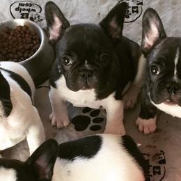 French Bulldogs from Alexa's French Bulldogs