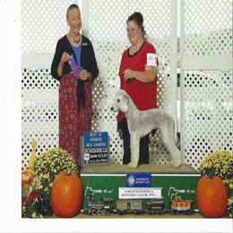 Bedlington Terrier and Bichon Frise All Grown Up from Patchwork Bedlington Terriers and Bichon Frise