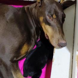 Doberman Pinscher puppies from Tycho's Dobermans