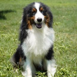 Hazel - Australian Shepherd