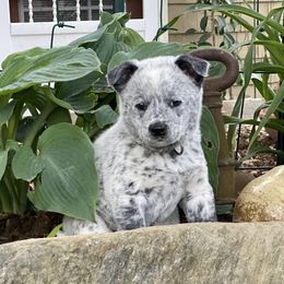 Australian Cattle Dog Puppies from Foxglove Field Farm