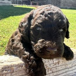 Goldendoodles from Krista's Goldendoodles