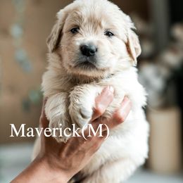 Maverick - Light golden male Golden Retriever puppy in Acton, Maine from Silver Pines Pups