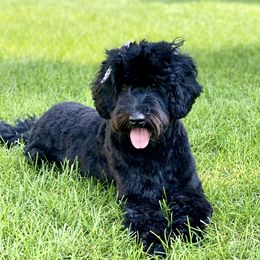 Nora - Australian Labradoodle
