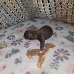 Shihpoo and Shih Tzu Puppies from Gemstone Puppies