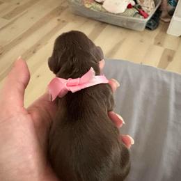 Pink girl - Chocolate female Cavalier King Charles Spaniel puppy in Melbourne, Florida from Majestic Cavaliers of Melbourne FL